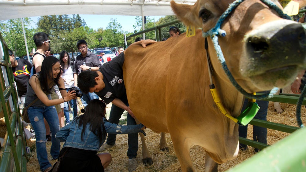 An animal science student helps a student milk a cow at ֱ picnic day