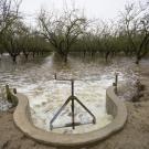 Diverted water spills into an almond orchard in Modesto, CA in November of 2016 to help recharge the aquifer beneath the field. ֱ scientists are studying managed aquifer recharge as a solution to California's groundwater overpumping. (Curtis Jerome Haynes)