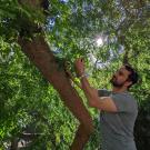 ֱ professor Alessandro Ossola reaches into canopy of tree in urban garden