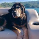 Big brown and black dog named Boone sits on a boat with Lake Sonoma in the background. He went through a clinical trial at ֱ School of Veterinary Medicine to treat his cancer.