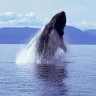 A humpback whale breaches the water. ֱ and SETI Institute scientists are studying whale communication. (Getty)