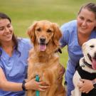Two veterinary students in blue scrubs smiling and posing with a golden retriever and a Labrador retriever on a grassy field outside Scrubs Cafe, ֱ.